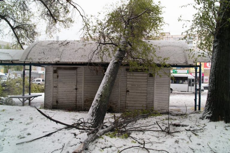 Будьте осторожны: деревья падают на остановки (фото)