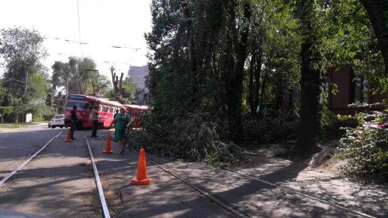 Из-за упавшего дерева в Днепре стоят трамваи (Фото-факт)