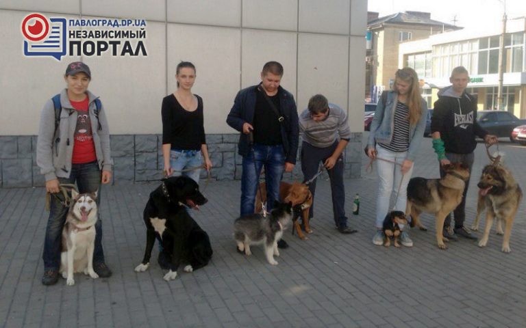 Павлоградцы вышли на совместную прогулку с «хвостатыми» друзьями
