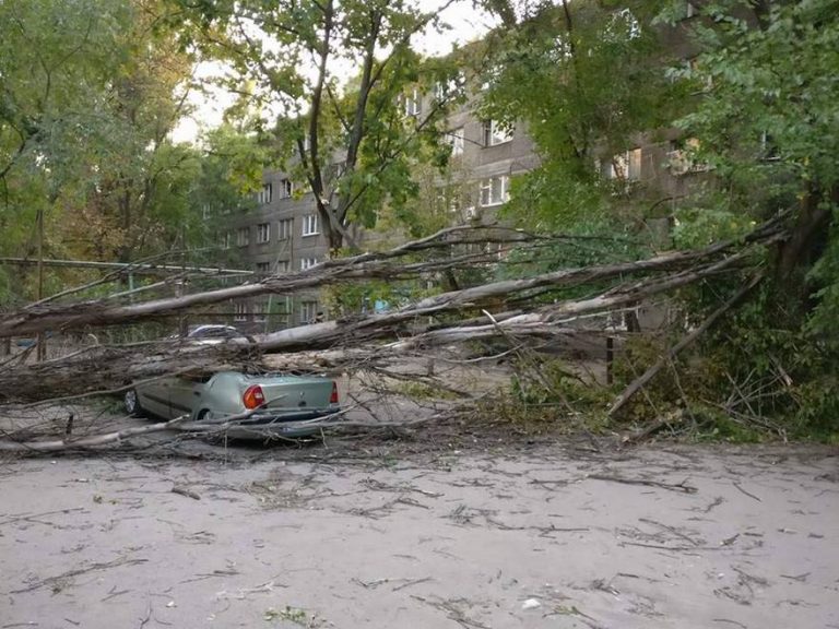 В Днепре дерево раздавило «Renault» (фото)