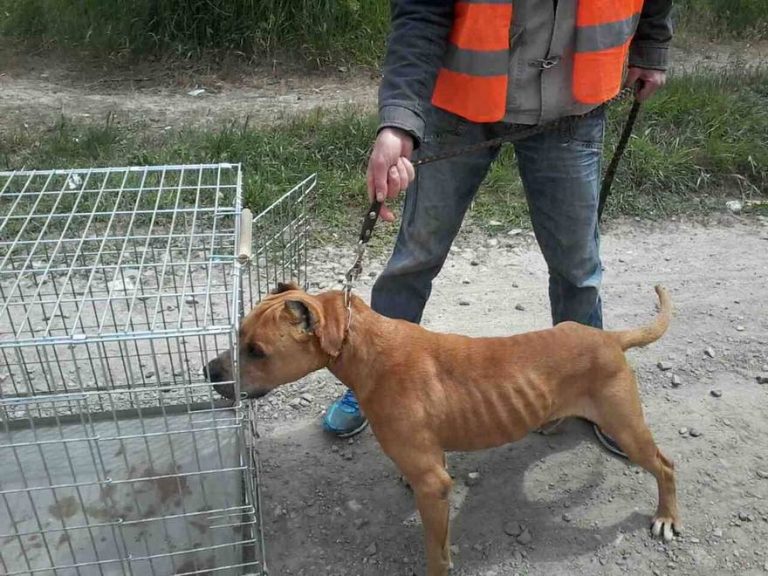 В Днепре собака едва не оставила полицейских без автомобиля (фото)