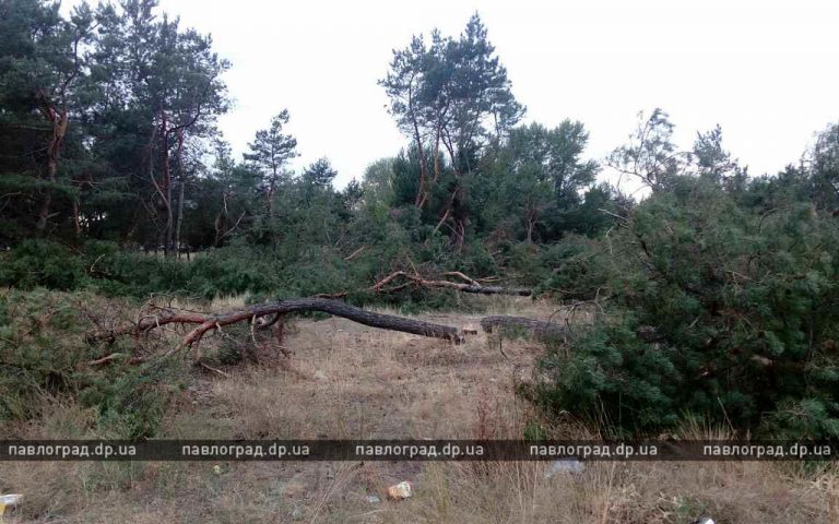 В Павлограде рубят лес — на его месте будет торговый центр (ФОТО и ВИДЕО)