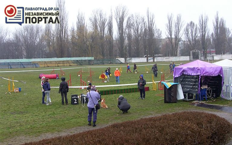 В Павлограде собаки соревновались в прохождении полосы препятствий (ФОТО)