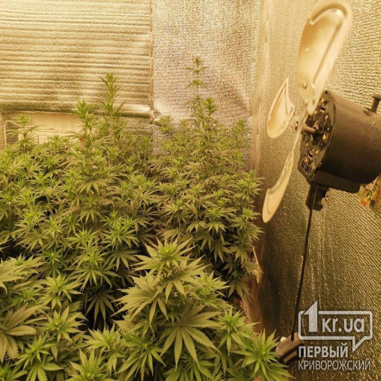 Криворожанин вырастил с трех кустов три килограмма конопли «для личного употребления»