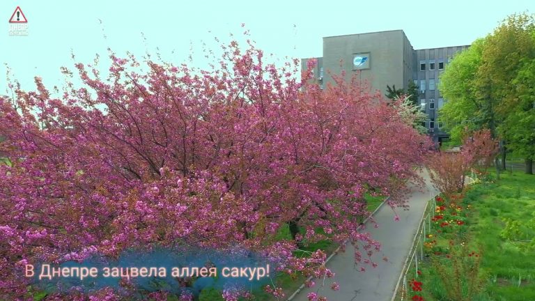 В Днепре реконструируют парк Дубинина: изюминкой станет аллея сакур (видео)
